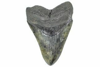 Serrated, Fossil Megalodon Tooth - South Carolina #362247