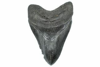 Serrated, Fossil Megalodon Tooth - South Carolina #362248
