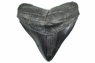 Fossil Megalodon Tooth - Serration Marks on Enamel! #362262