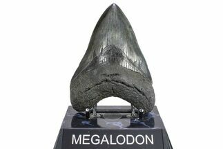 Serrated, Fossil Megalodon Tooth - South Carolina #362264