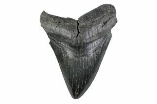 Serrated, Fossil Megalodon Tooth - South Carolina #362169