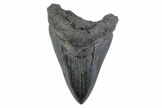 Serrated, Fossil Megalodon Tooth - South Carolina #362183