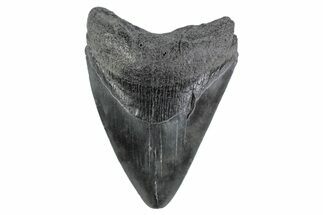 Serrated, Fossil Megalodon Tooth - South Carolina #362184