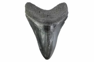 Serrated, Fossil Megalodon Tooth - South Carolina #362187