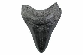 Fossil Megalodon Tooth - South Carolina #362193
