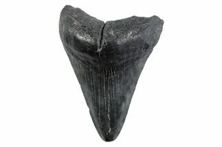 Fossil Megalodon Tooth - South Carolina #362194