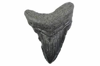 Juvenile Megalodon Tooth - South Carolina #362223