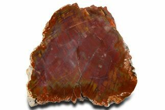 Polished Petrified Wood (Araucarioxylon) - Arizona #362237