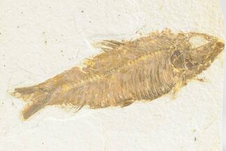 Detailed Fossil Fish (Knightia) - Wyoming #361078