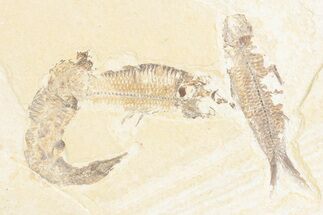 Limestone with Three Fossil Fish (Knightia) - Wyoming #361083