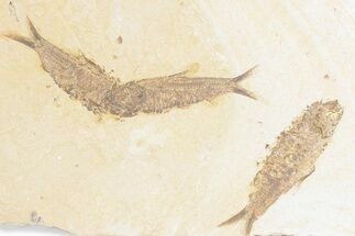Limestone with Three Fossil Fish (Knightia) - Wyoming #361084