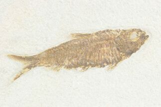 Detailed Fossil Fish (Knightia) - Wyoming #361085