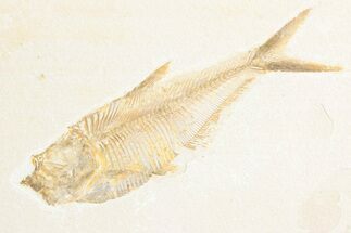 Detailed Fossil Fish (Diplomystus) - Wyoming #361086