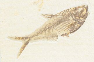 Detailed Fossil Fish (Diplomystus) - Wyoming #361094