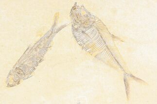 Slab With Two Fossil Fish (Diplomystus & Knightia) - Wyoming #361104
