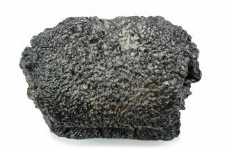Fossil Glyptodont (Glyptotherium) Bony Armor Osteoderm - Florida #362287