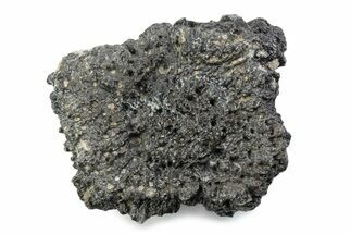 Fossil Glyptodont (Glyptotherium) Bony Armor Osteoderm - Florida #362301
