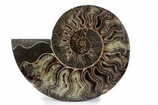 Cut & Polished Ammonite Fossil (Half) - Madagascar #362360