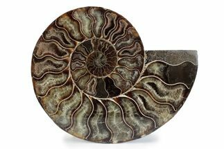 Cut & Polished Ammonite Fossil (Half) - Madagascar #362363
