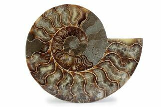 Cut & Polished Ammonite Fossil (Half) - Madagascar #362369