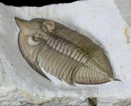 Excellent Huntonia Trilobite - Bob Carroll Prepared #19195