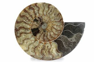Cut & Polished Ammonite Fossil (Half) - Madagascar #362390