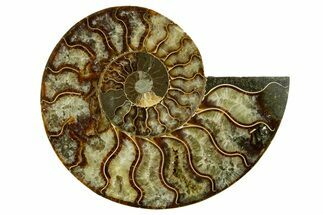Cut & Polished Ammonite Fossil (Half) - Madagascar #362370
