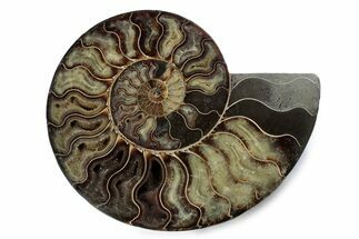 Cut & Polished Ammonite Fossil (Half) - Madagascar #362405