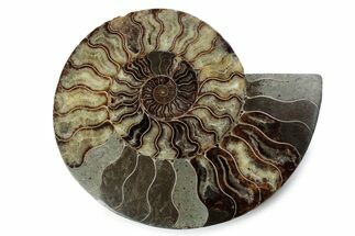 Cut & Polished Ammonite Fossil (Half) - Madagascar #362412