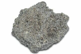 Fossil Glyptodont (Glyptotherium) Bony Armor Osteoderm - Florida #362326