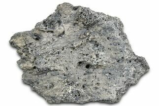 Fossil Glyptodont (Glyptotherium) Bony Armor Osteoderm - Florida #362332