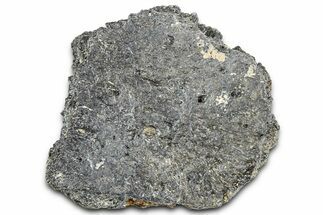 Fossil Glyptodont (Glyptotherium) Bony Armor Osteoderm - Florida #362346
