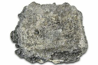 Fossil Glyptodont (Glyptotherium) Bony Armor Osteoderm - Florida #362351