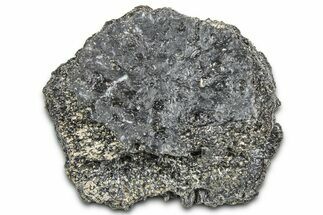 Fossil Glyptodont (Glyptotherium) Bony Armor Osteoderm - Florida #362352