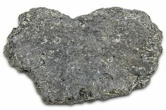 Fossil Glyptodont (Glyptotherium) Bony Armor Osteoderm - Florida #362356