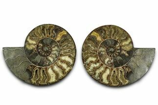 Cut & Polished Crystal-Filled Ammonite Fossil - Madagascar #362398