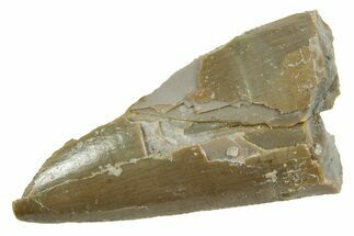 Fossil Triassic Reptile (Postosuchus?) Tooth - Arizona #362418