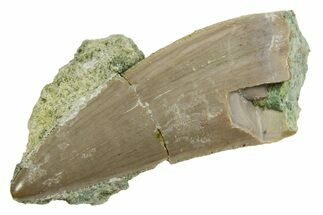 Serrated Triassic Reptile (Postosuchus?) Tooth - Arizona #362420