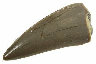 Serrated, Triassic Reptile (Postosuchus?) Tooth - Arizona #362423