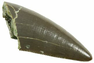 Serrated, Triassic Reptile (Postosuchus?) Tooth - Arizona #362427