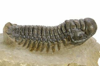 Detailed Crotalocephalina Trilobite - Atchana, Morocco #359540