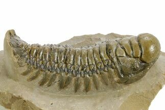 Detailed Crotalocephalina Trilobite - Atchana, Morocco #359542