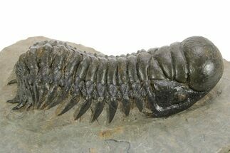 Detailed Crotalocephalina Trilobite - Atchana, Morocco #359545