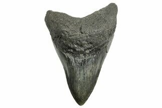 Serrated, Fossil Megalodon Tooth - South Carolina #362432