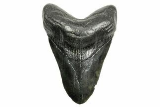 Fossil Megalodon Tooth - South Carolina #362441