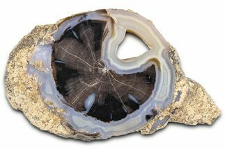 Petrified Wood (Schinoxylon) Round - Blue Forest, Wyoming #362435