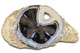Petrified Wood (Schinoxylon) Round - Blue Forest, Wyoming #362437