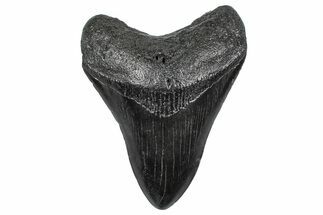 Fossil Megalodon Tooth - South Carolina #362455