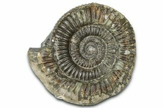 Jurassic Ammonite (Dactylioceras) Fossil - England #362472