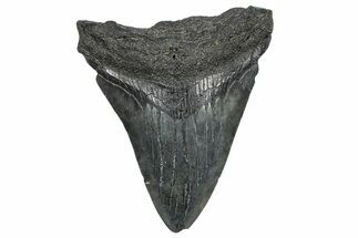 Juvenile Megalodon Tooth - South Carolina #362474
